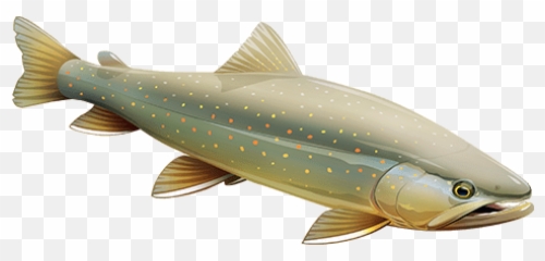 Bull Trout California - Pacific Salmons And Trouts Png,Trout Png