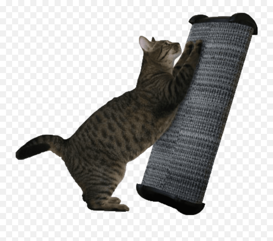 Lean It Anywhere Scratch Post 20 Png Cat