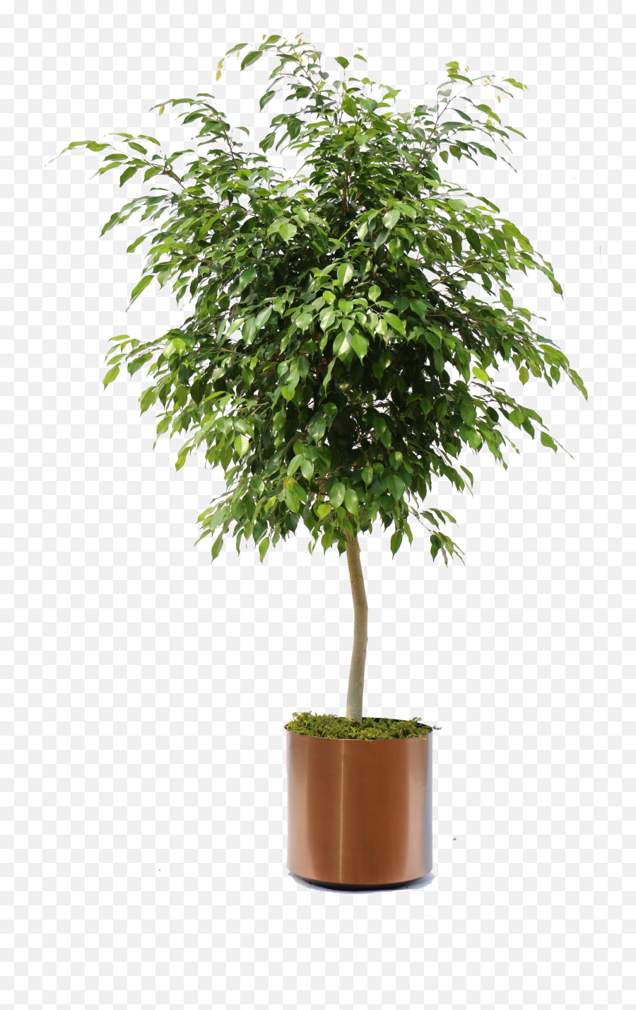 Download Hd Overview Of The Many Plants We Can Bring To Your - Weeping Fig Ficus Benjamina Png,Small Tree Png