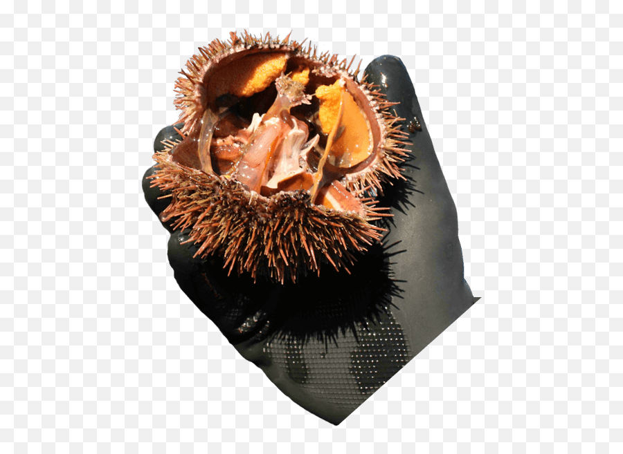 Rbs Seafood Harvesting Sea Cucumbers Green Urchins - Soft Png,Sea Urchin Png