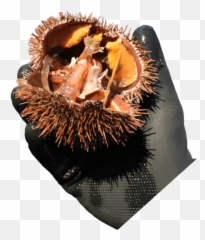 Rbs Seafood Harvesting Sea Cucumbers Green Urchins - Soft Png,Sea Urchin Png