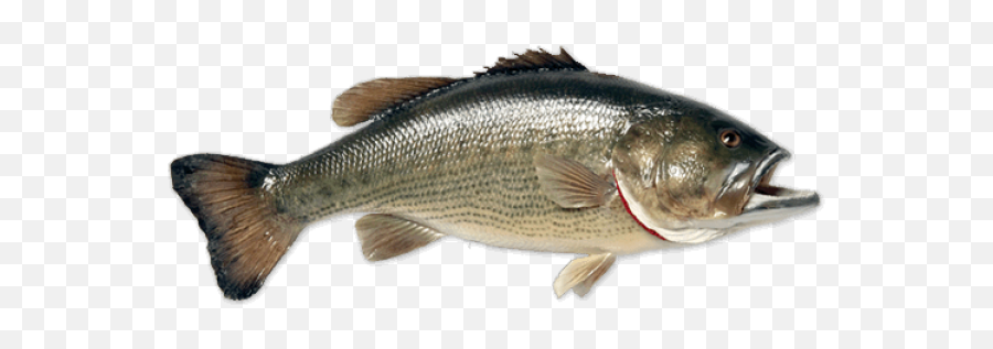 Fish Free Png Image Download 3 Images - Fish Png File,Largemouth Bass Png