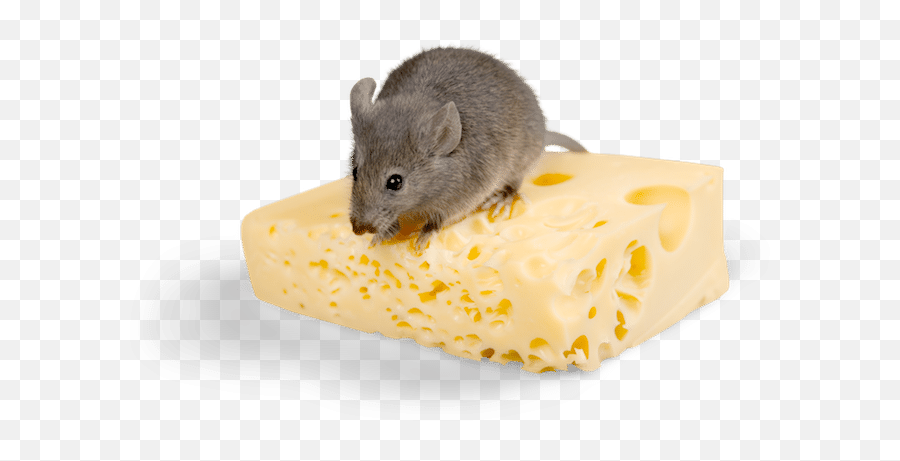 Mice Infestation Health Risks Uk - Diamond Pest Control Di Topi Che Mangiano Formaggio Png,Mouse Rodent Icon