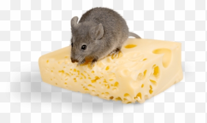 Mice Infestation Health Risks Uk - Diamond Pest Control Topi Che Mangiano Formaggio png