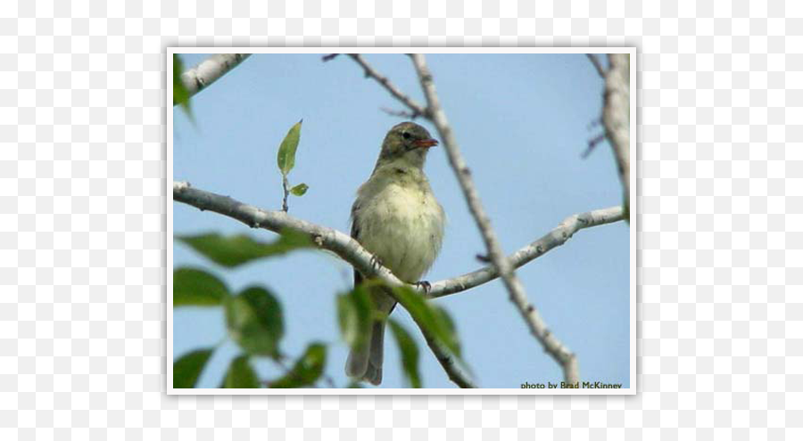 World Birding Center Green Jay - Picture Frame Png,Wapka Icon