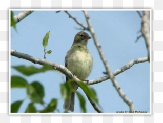 World Birding Center Green Jay - Picture Frame png