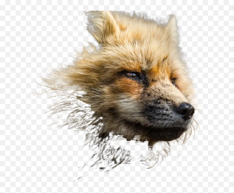 Animals Free Download Transparent Image U0026 Change - Red Fox Adaptations Png,Red Fox Icon