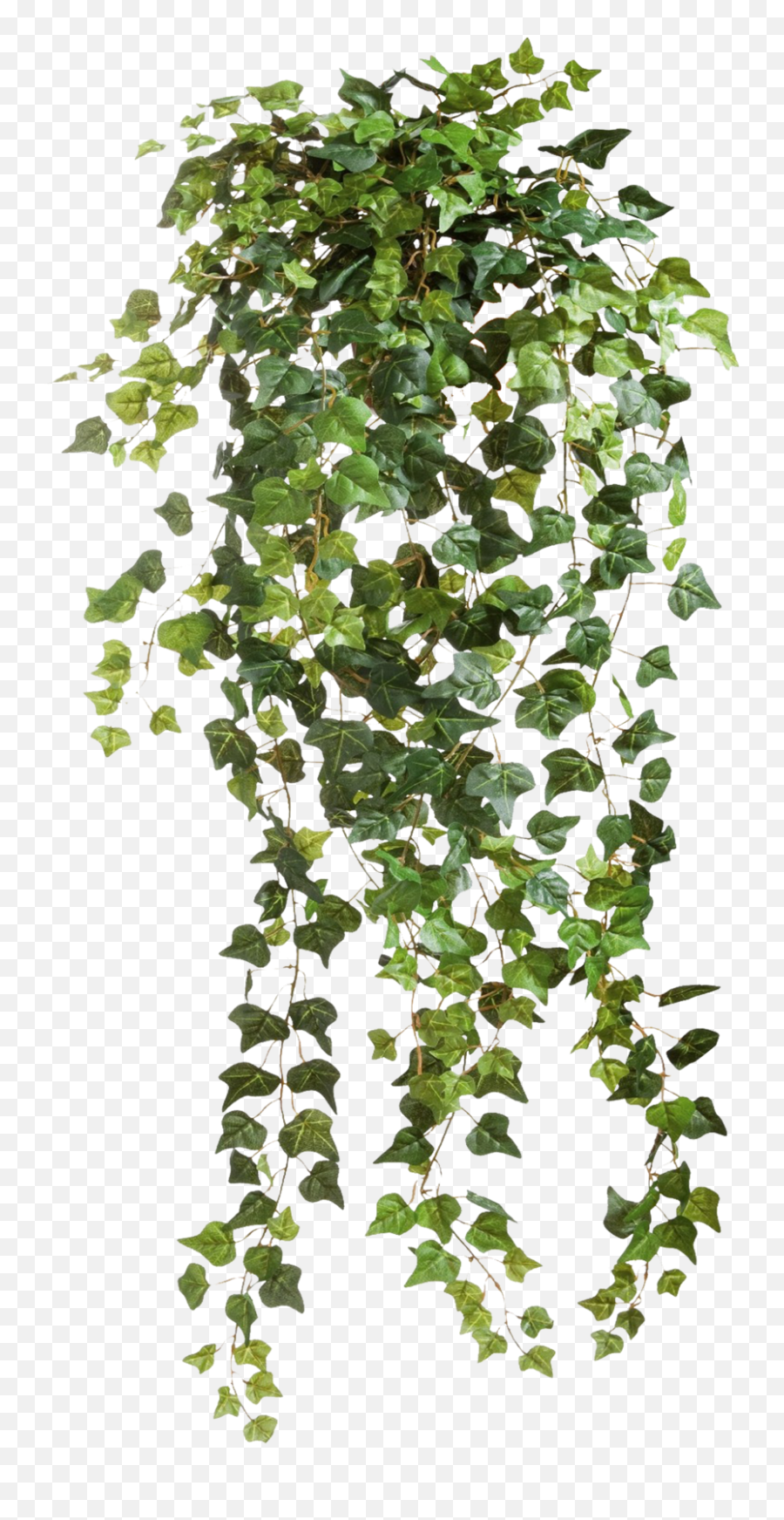 Planting Clipart Top View Picture 1918524 Png Tree