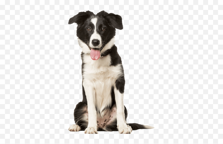Vet In Flemington Nj - Clover Hill Animal Hospital Northern Breed Group Png,Icon Border Collies