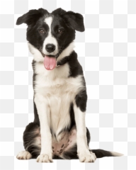 Vet In Flemington Nj - Clover Hill Animal Hospital Northern Breed Group png