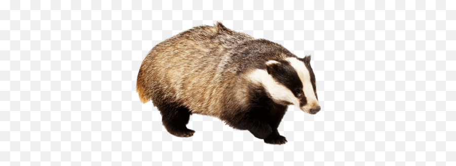 Front Paw Up Transparent Png - Badgers Png,Badger Png