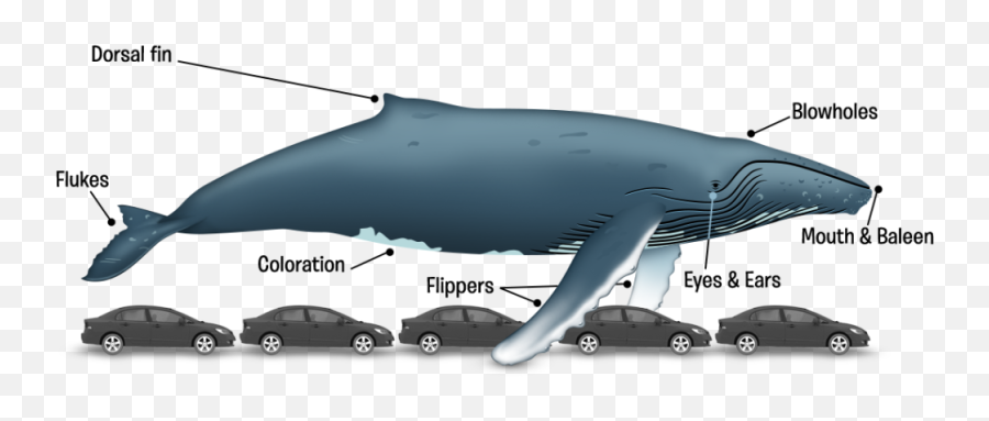 Humpback Whales Dominican Republic The Big Journey - Long Are Humpback Whales Png,Humpback Whale Png