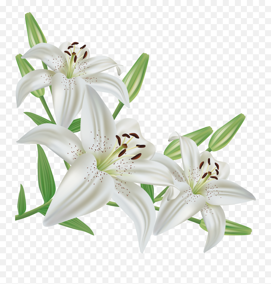 Lily Icon Symbol - Easter Lilies Clip Art Png,Lily Transparent Background