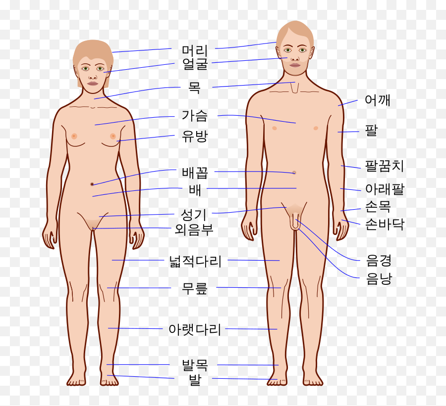 Download Human Body Outline - Body Ka Png Image With No Outline Of A Body,Human Body Png