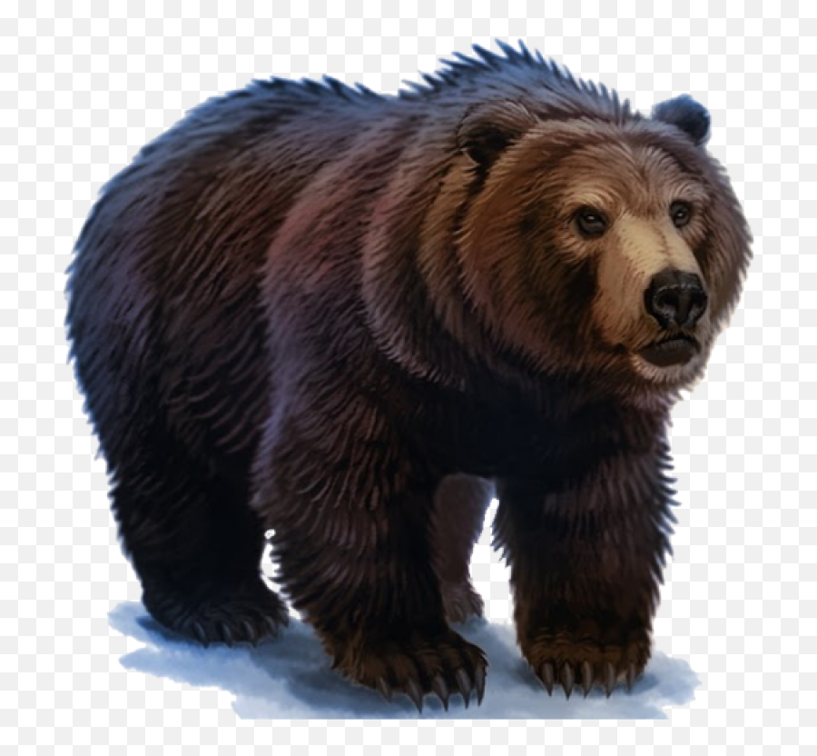 Медведь. Медведь для детей. Медведь без фона. Бурый медведь без фона.