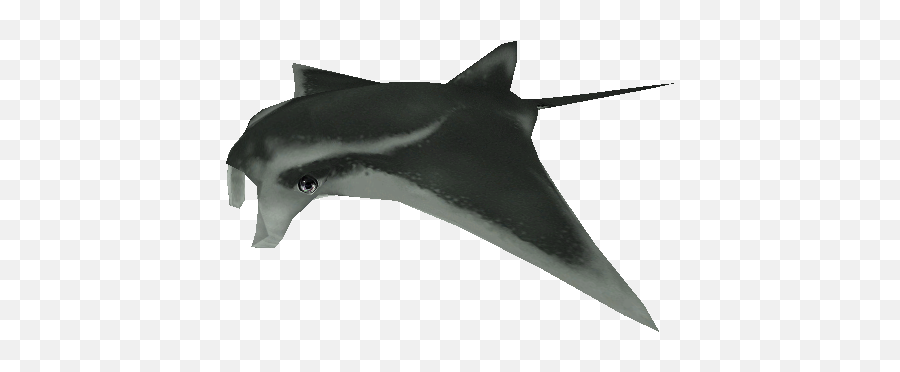 Pc Computer - Zoo Tycoon 2 Manta Ray Male The Models Marine Mammal Png,Manta Ray Png