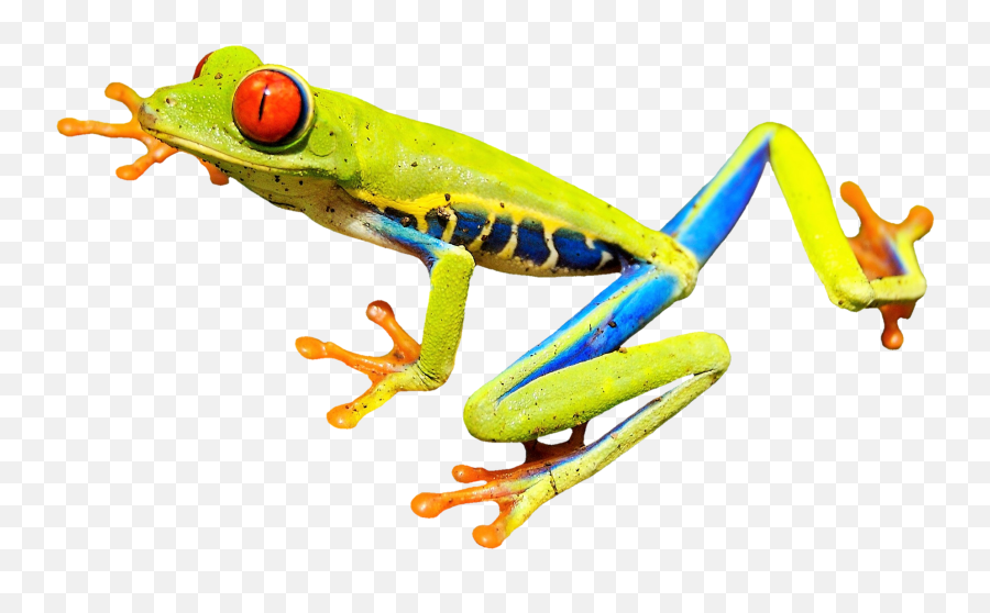 Download Free Png Rainforest Frog Transparent Image 439 - Red Eyed Tree Frog Clipart,Rainforest Png