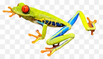 Download Free Png Rainforest Frog Transparent Image 439 - Red Eyed Tree Frog Clipart,Rainforest Png