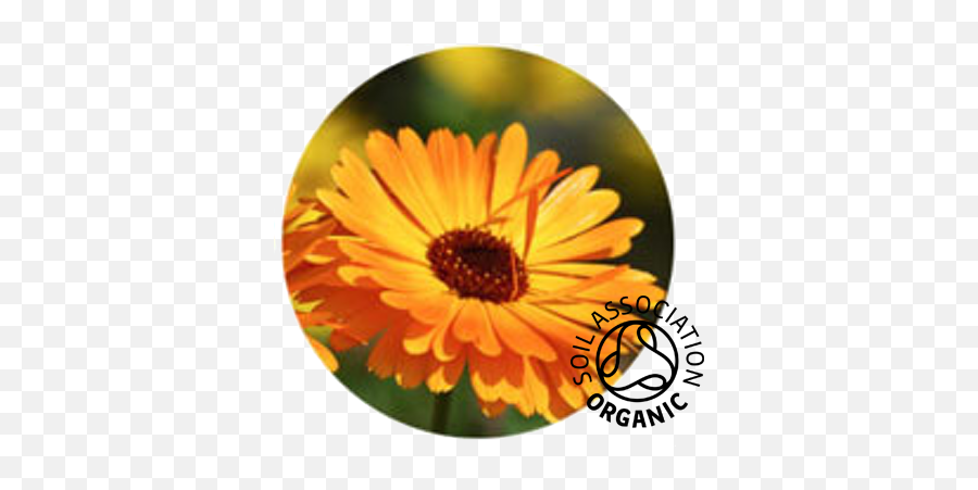 Buy Organic Calendula Flowers U0026 Petals Aromantic - Flowers For Healing Png,Marigold Png