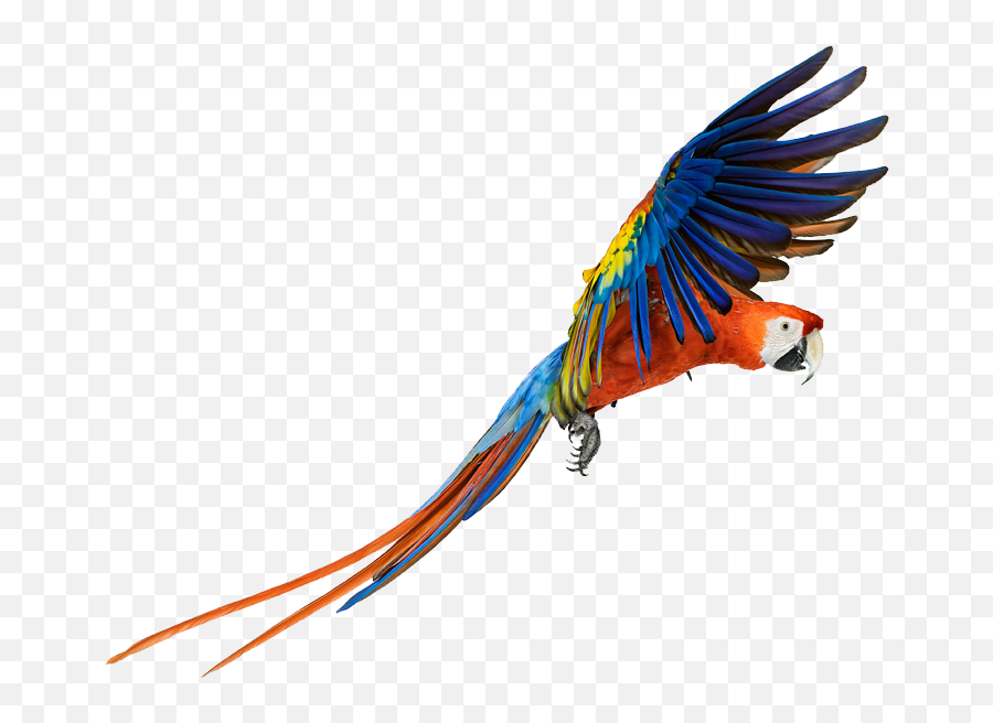 Macaw Png Transparent Images All - Macaw Png,Parrot Transparent