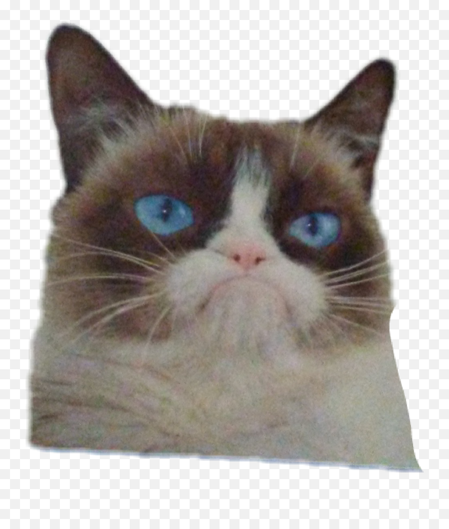 Grumpy Cat Png - Grumpy Cat Go Away Poster,Grumpy Cat Png