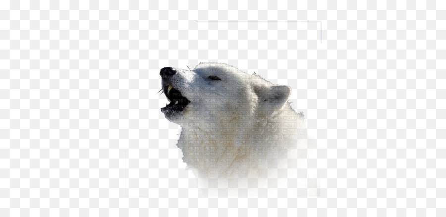 Download Hd Loup Blanc White Wolf - White Wolf Png,White Wolf Png