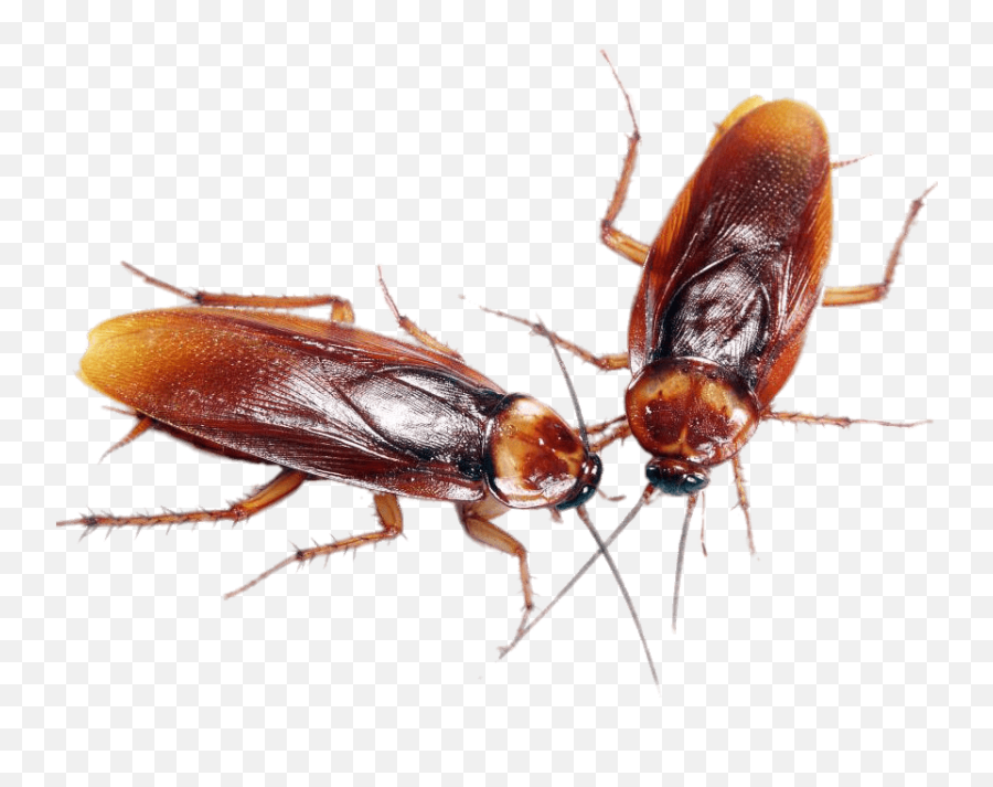 A Couple Of Cockroaches Transparent Png - Cockroaches Png,Cockroach Png
