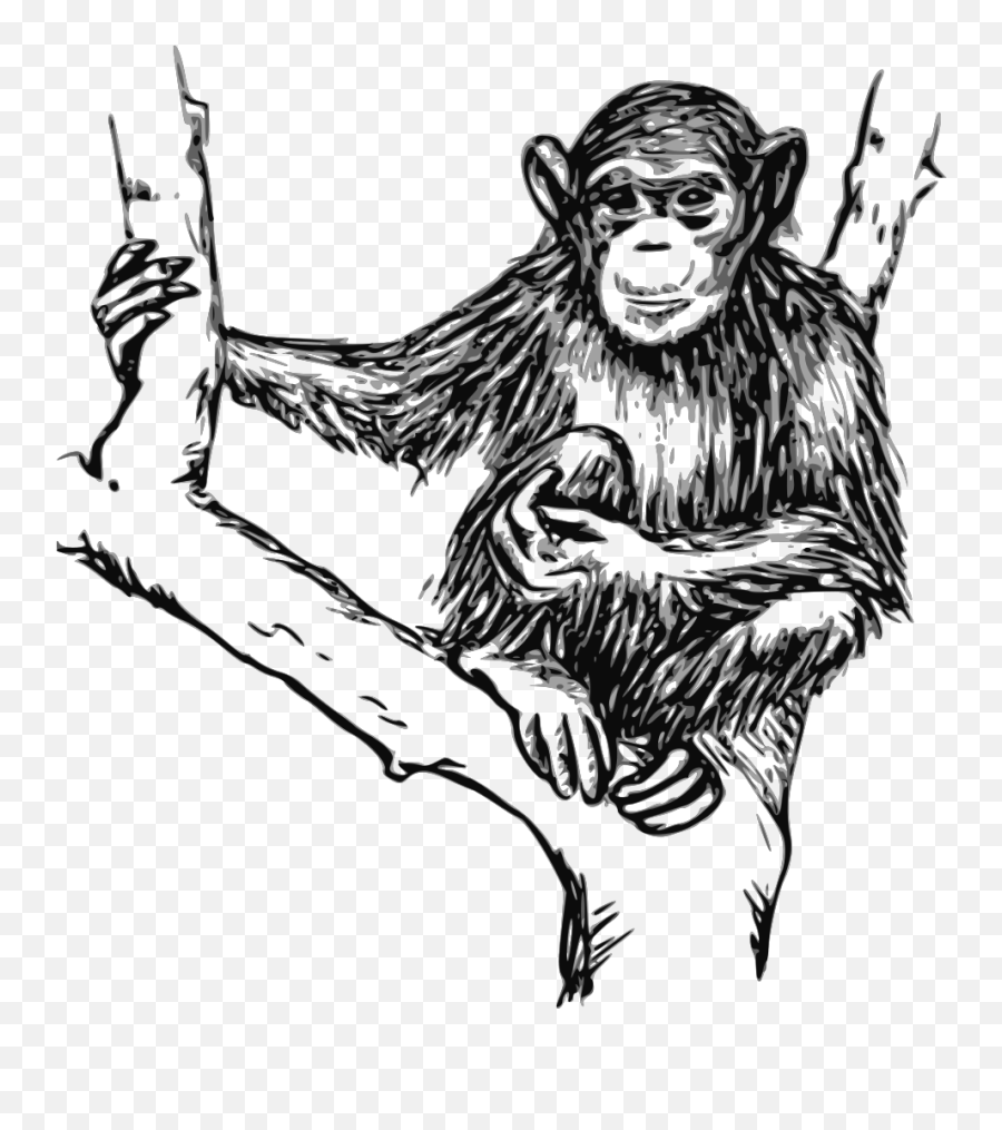 Grayscale Chimpanzee Png Svg Clip Art - Chimpanzee Black And White,Chimpanzee Png