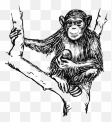 Grayscale Chimpanzee Png Svg Clip Art - Chimpanzee Black And White,Chimpanzee Png