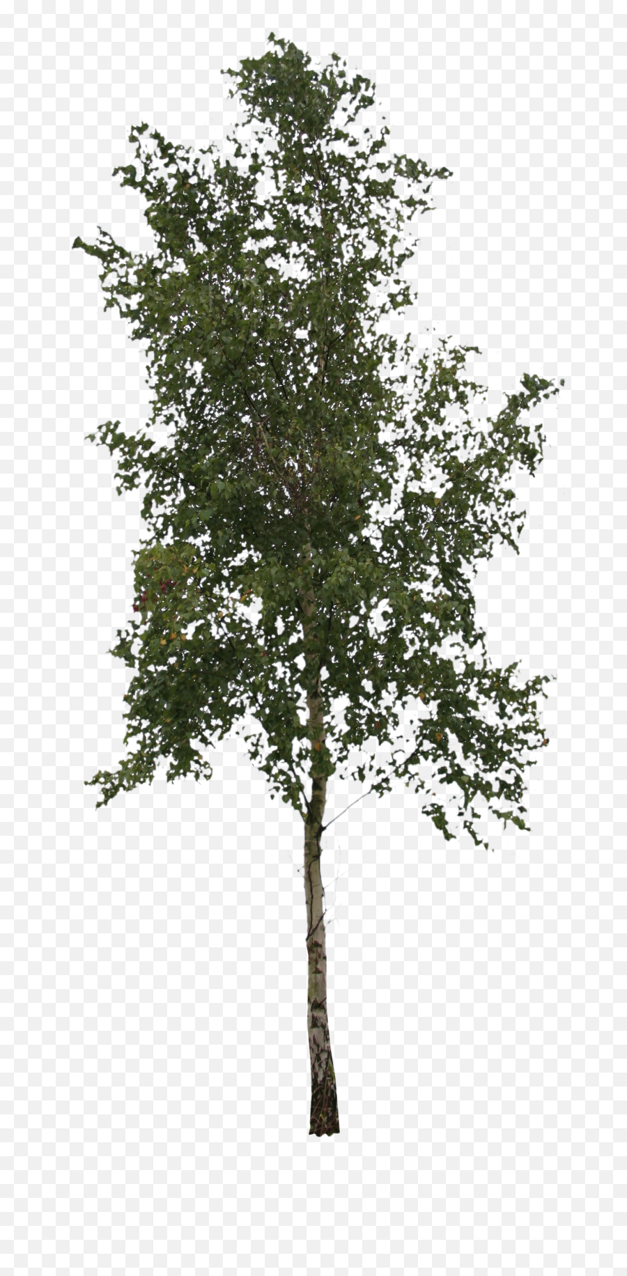 Free Cut Out Tree Birch People Trees And Leaves Png