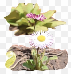Flowers Png