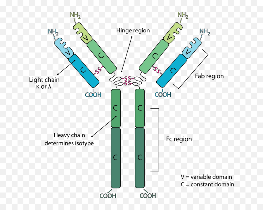 Bio X Cell - Heavy Chain Light Chain Png,Antibody Png