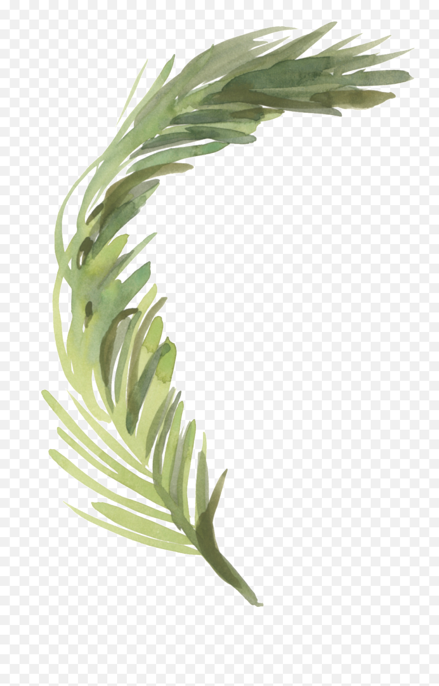 Hand Painted Green Reed Grass - Pampas Grass Vector Free Png,Reed Png