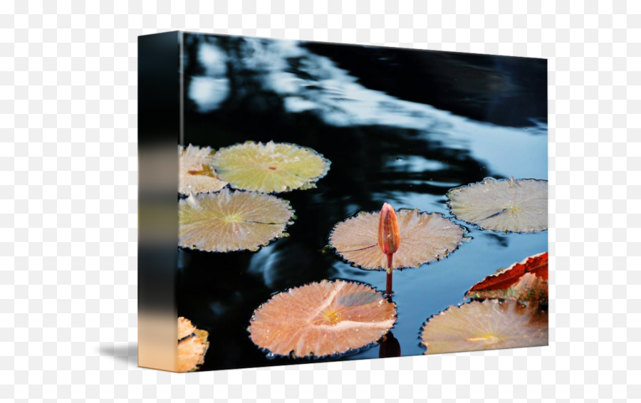 Lily Pad Bud Water By Tim Stringer - Reflection Png,Lily Pad Png