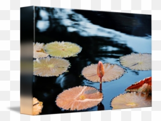 Lily Pad Bud Water By Tim Stringer - Reflection Png,Lily Pad Png
