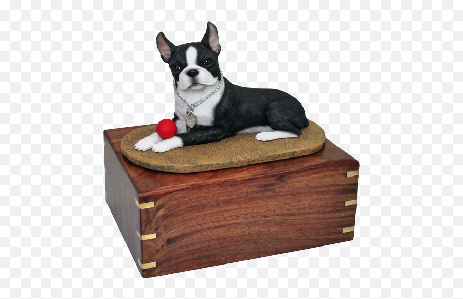 Boston Terrier - Dog Breed Png,Boston Terrier Png