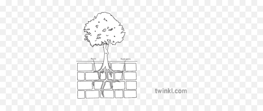 Tree Root Breaking Rock Geography Diagram Ks3 Black And - Horizontal Png,Tree Root Png