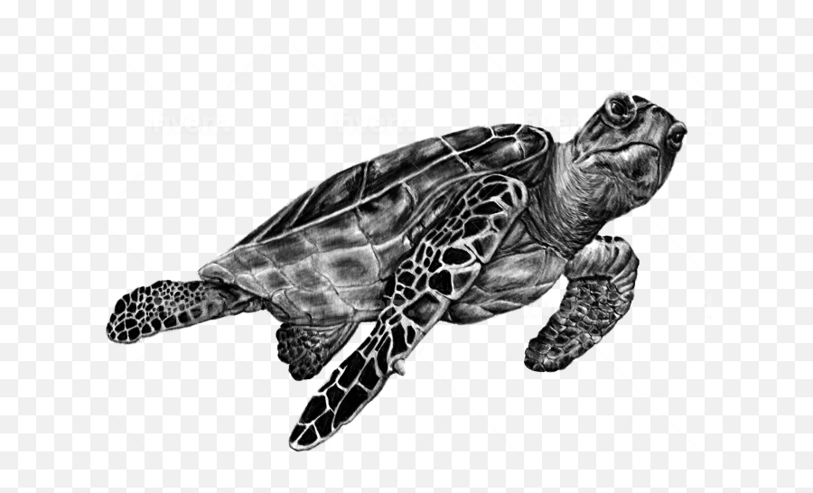 Hand Draw An Icon In A Sketched Pen And Ink Or Pencil Style - Ridley Sea Turtle Png,How To Draw An Icon