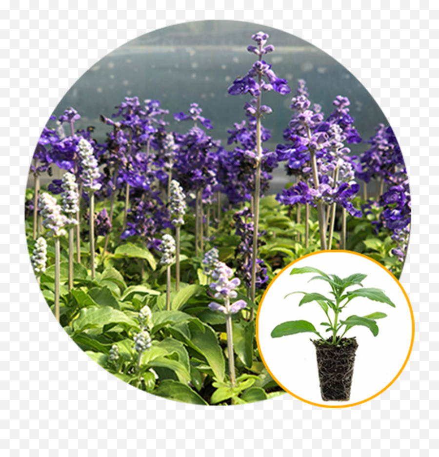 Blue Ginger Root Hawaiian - Skullcap Png,Lavendar Bush Icon