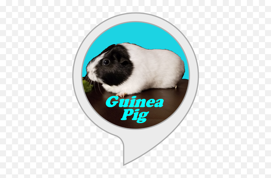 Amazoncom Guinea Pigs Sound Alexa Skills - Cuy Png,Guinea Pig Icon