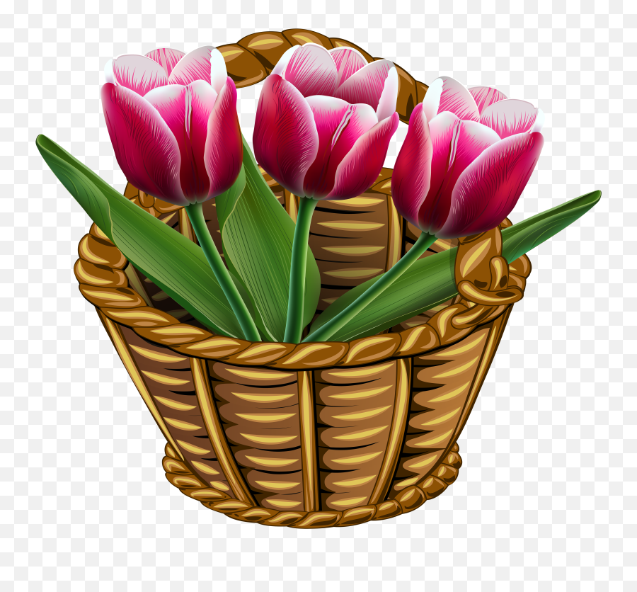 Tulip Flower Clipart Png Transparent