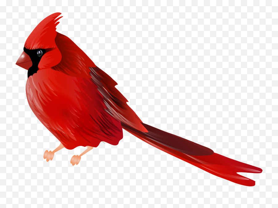 Cardinal Png With No Background Free - Cardinal Bird Png,Cardinal Png