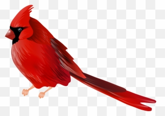 Png Free Cardinal - Cardinal Bird With No Background,Cardinal Png