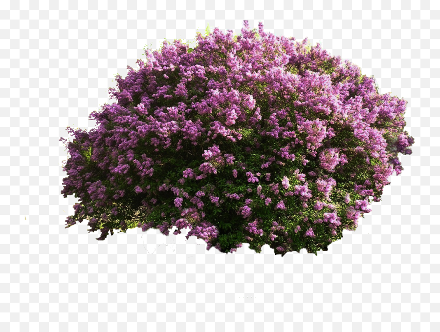 Download Tree Photoshop Png Jpg Royalty Free - Perspective Verbena Png,Bushes Transparent