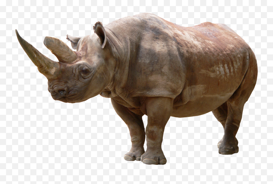 Rhino Png - Nashorn Javascript,Rhino Png
