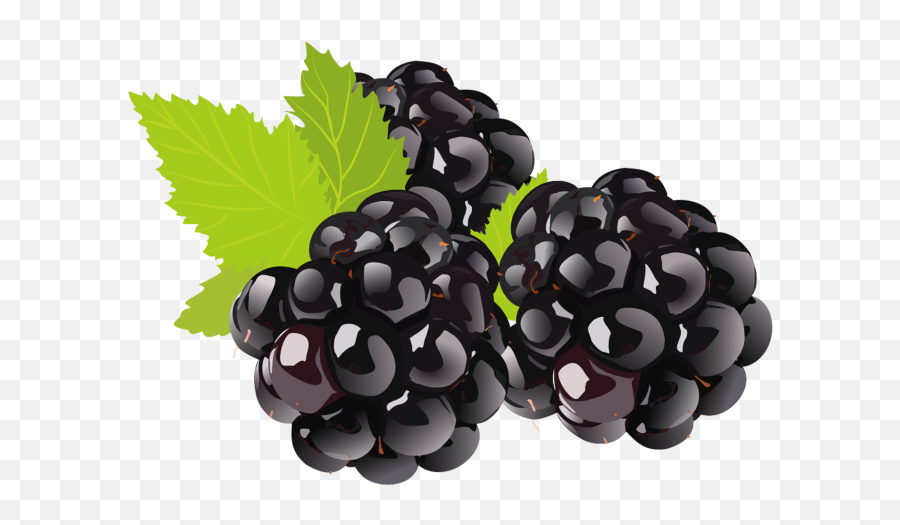 Black Grapes Png Hd Image Free Download - Black Berry Clipart Png,Grapes Png