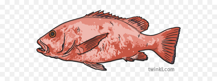 Mangrove Jack Red Snapper Fish Illustration - Twinkl Twinkl Fish Png,Mangrove Png