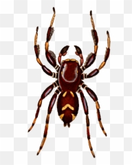 Spider Clipart Jumping - Art Png Download