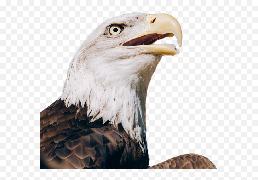 Bald Eagle Head Png 6 Image