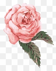 Clip Art Transparent Watercolor Roses - Pink Flower png